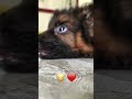 "Thookkam En Kangalil..." 🤣 Sleepy Puppy Tamil Comedy #shorts #dog #germanshepherd