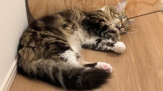 Maine coon cats' sleeping positions @jsglobalinvestmentinc