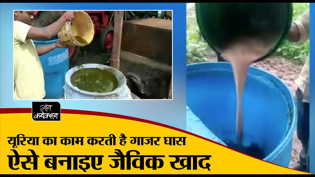 employment news tamilnadu यूरिया का काम करती है गाजर घास, ऐसे बनाइए जैविक खाद II Agricultural Information II Video