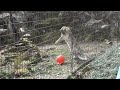 ユキヒョウ少年フク　New Balls, A New Fuku! Part3 フク＆ミルチャ編FUKU&amp;MIRCEA 2022.4月 Snow Leopard Cub