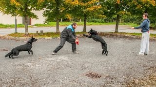 Police dog training videos - Attack and search #2 || Professional and class by Susan Smith 139 views 7 years ago 7 minutes, 7 seconds