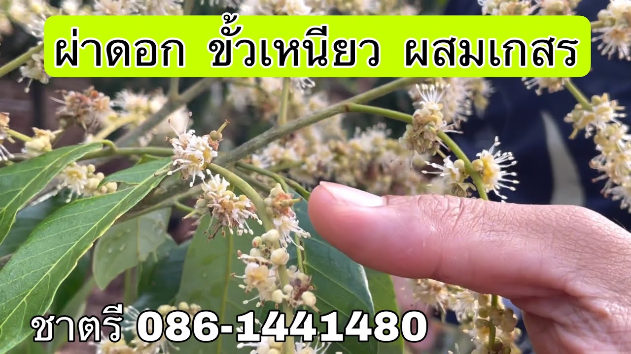 ดอกลำไยบาน แนะนำพ่นผ่าดอกนะครับ