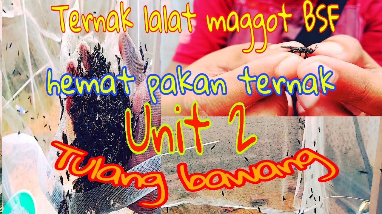 Ternak lalat hitam maggot Bsf ||Hemat pakan Ternak|| Tulang bawang