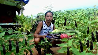 Boodle fight in province | Harvest vegetable garden | Biag ti Away by Balong