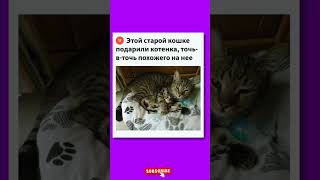 😹😹😹 #юмор  #смешно #анекдот #шутка #смех #смешныевиде  #humorvideo #funnymoment