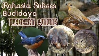 Download Lagu RAHASIA SUKSES TERNAK TLEDEKAN GUNUNG / SULINGAN GUNUNG MP3