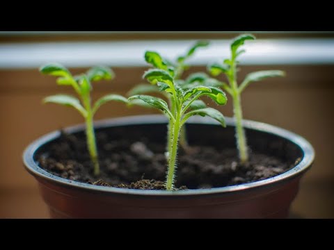 Vídeo: Propagació de talls de Nemesia: com arrelar esqueixos de plantes de Nemesia