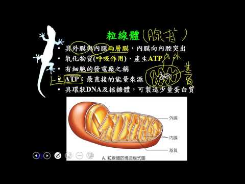10902高一必修生物ch1 1 26細胞質 粒線體一書
