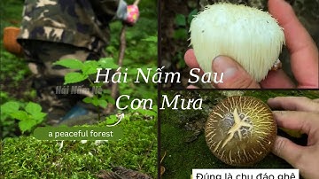Hái Nấm Sau Cơn Mưa Phần 4 | Mùa Nấm Đầu Khỉ Mọc Rất Nhiều Trong Rừng – Nhặt Được Cả Rổ