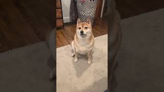 Shiba Inu Wants Snack.  #shibainu