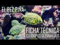 El pez piña (Cleidopus gloriamaris) Ficha Técnica