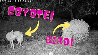 Coyote eats bird in front of camera: [04-11-2023 - 10:27PM] #nature #coyote #phoenix