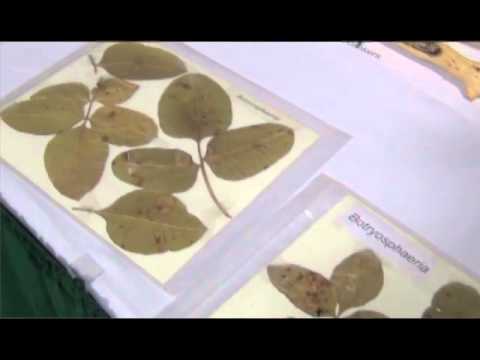 Video: Cucurbitaceae met Alternaria-bladziekte - Alternaria-bladvlek op komkommerachtigen bestrijden