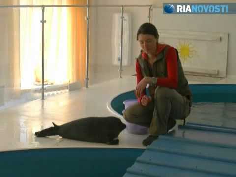 Video: Seal, Kus Elab Roosa Delfiin