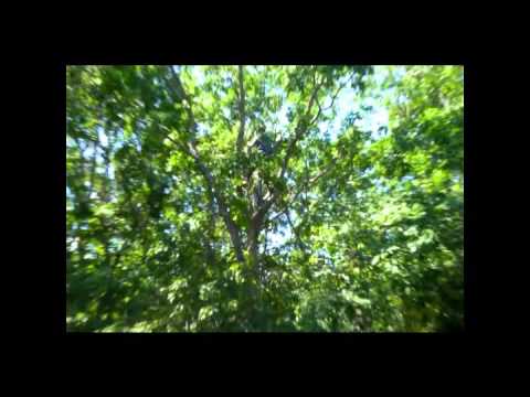 Trees - YouTube