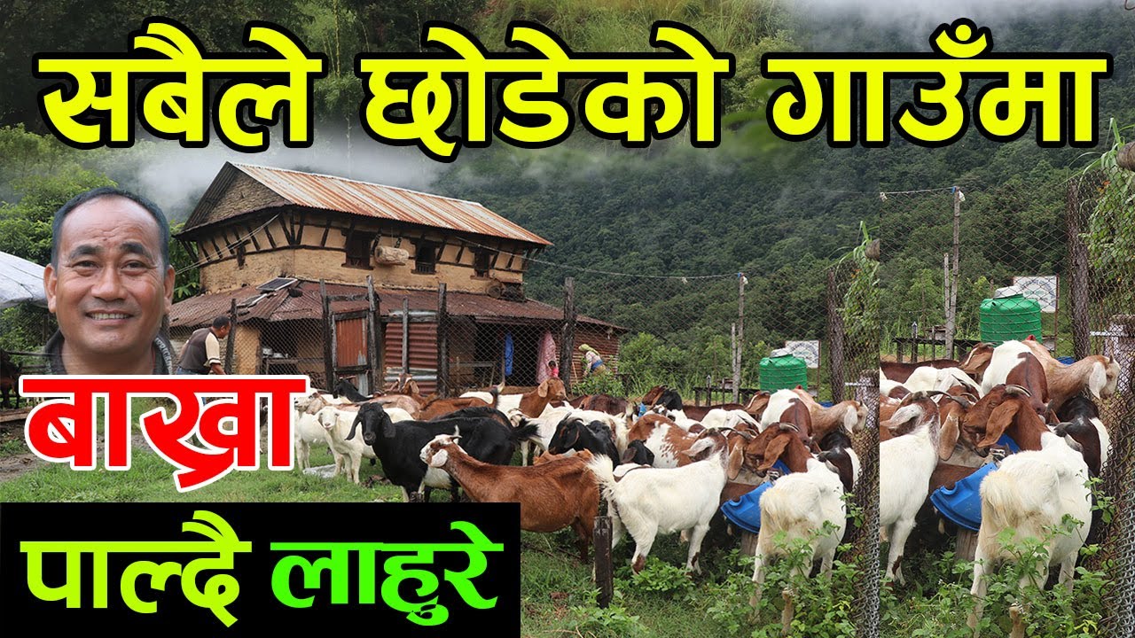 सबैले छोडेको गाउँमा बाख्रा पाल्दै गोर्खाली लाहुरे ! यसरी गाउँ खाली भयो ||kiranpaudel