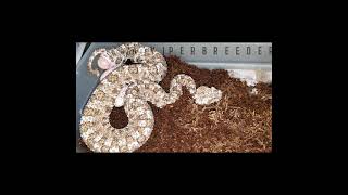 Spidertail horned viper laying eggs    Pseudocerastes urarachnoides   ovipositon