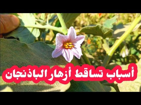 فيديو: مشاكل تلقيح الباذنجان - كيفية تسليم أزهار الباذنجان