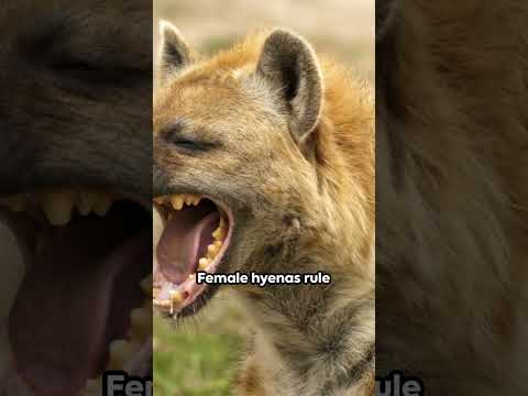 Hyena: Bone Crushing Alpha Female  #animals #love #nature