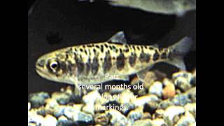 The Life Cycle Of Fish.wmv