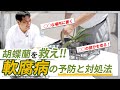 胡蝶蘭を救え！夏前に覚えておきたい軟腐病の予防と対処法【胡蝶蘭】【育て方】