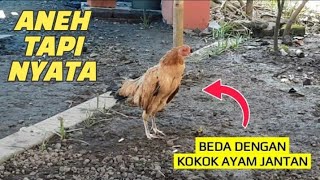 Suara Ayam Betina Berkokok (Kokok Ayam Betina)