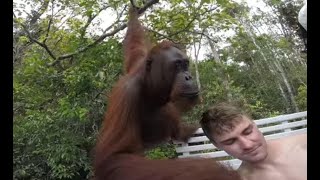 🤣 Funny Moments People Met Wild Animals 2021 😂
