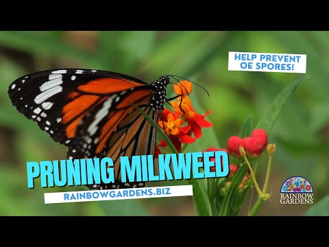 Video: Övervintrande Milkweed-växter - Lär dig om vintervård av Milkweed