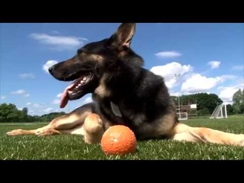 police-dog-training---stv-news-report