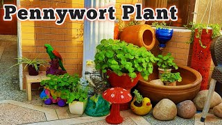 Aquatic Plant Pennywort Hydrocotyle Dollar Plant Update