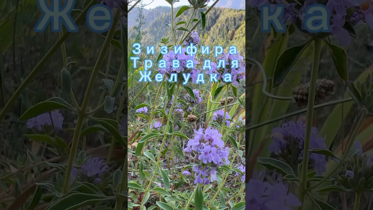 Трава Зизифара для чего ее пить?! #рекомендации #врекомендации