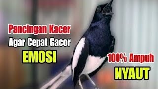suara kacer gacor NGEPLONG tarung ini paling AMPUH buat PANCINGAN KACER agar EMOSI NYAUT