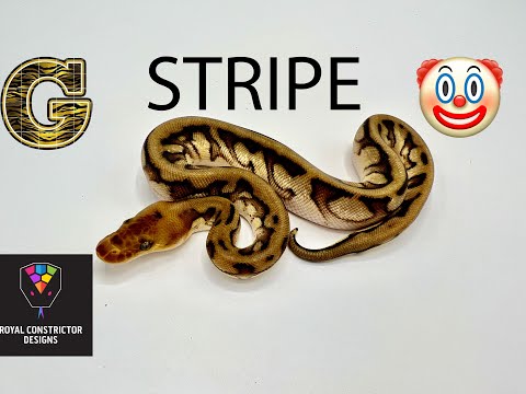 G-Stripe! This is a morph you need to know everything about.