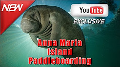 Manatees paddle boarding Anna Maria Island