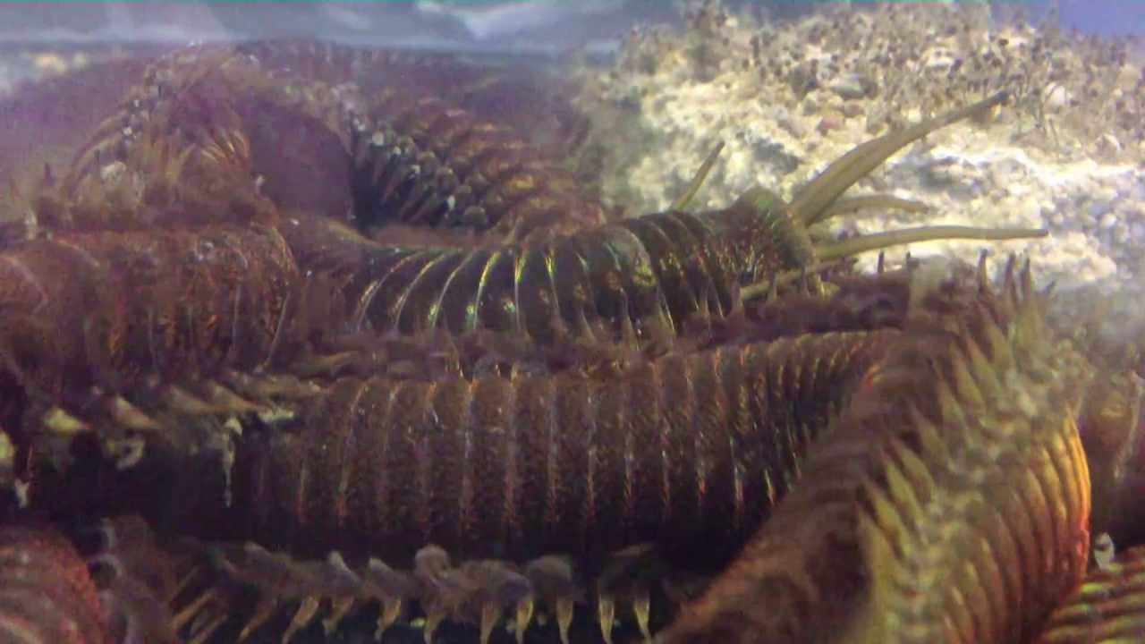 Rekordwurm im Meerwasseraquarium record sized worm in marine tank YouTube
