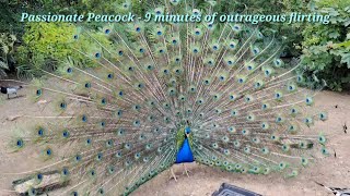 Peacock dancing with everyone 🦚 ❤️