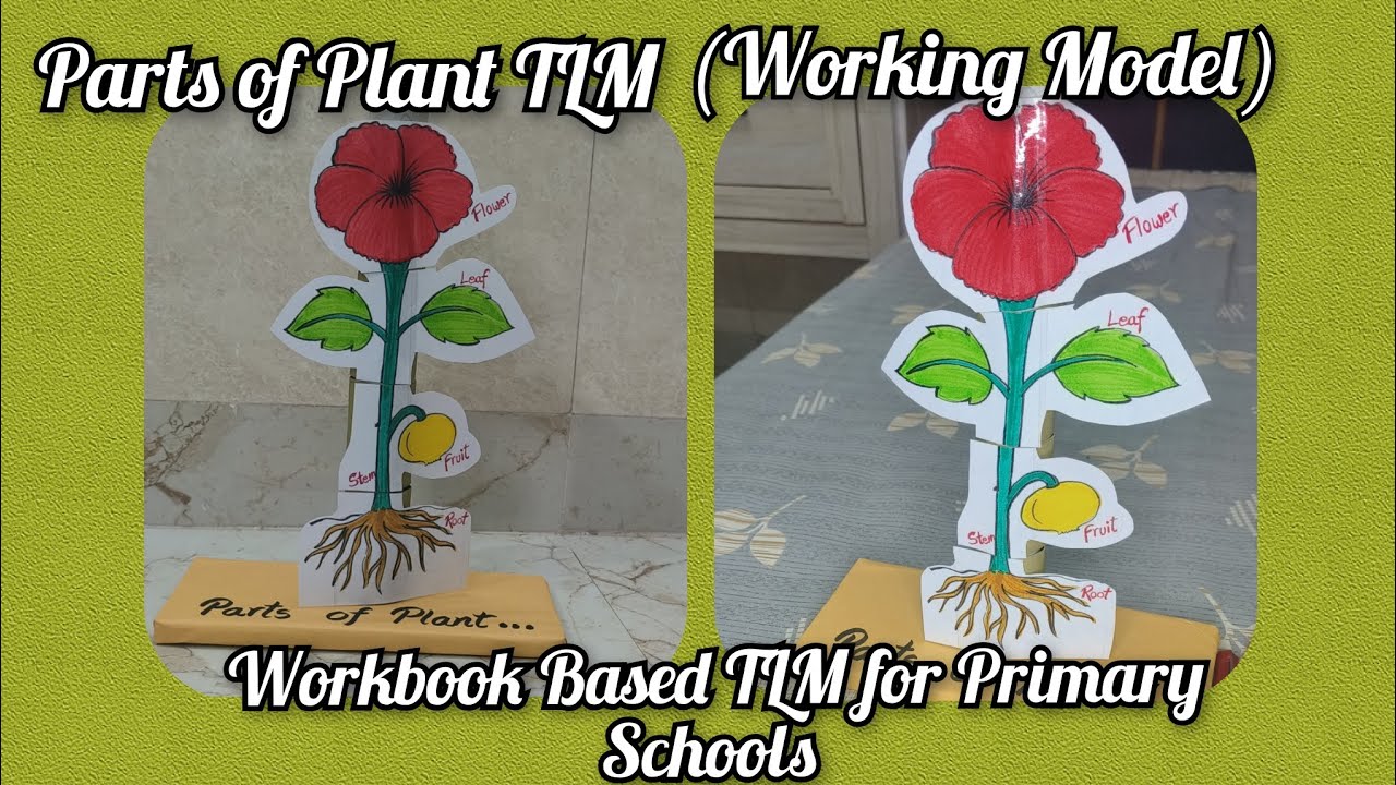 Parts of Plant TLM (Working Model) .. scienceproject primaryschool 