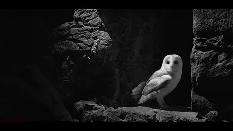 Barn Owls in Ireland