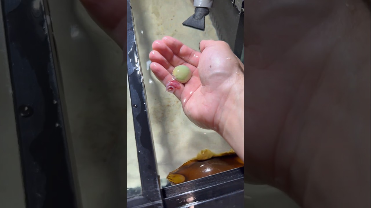 Saving a Baby Shark’s Life 🥹❤️