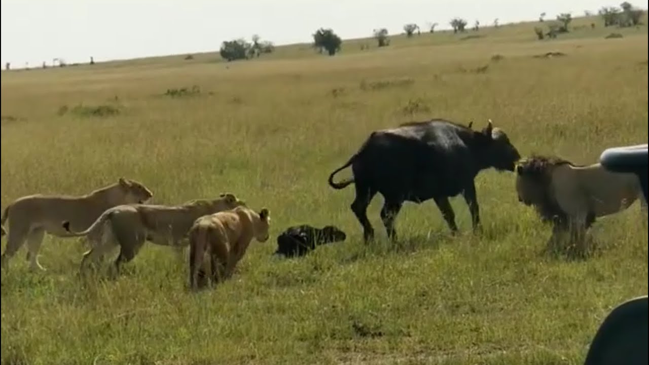 lion pride attacking buffalo mother and calf bring down together video