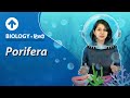 Porifera | Hindi | Diversity In Living Organisms | Biology| Class 9