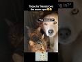 Warm fur friends🥹 #fyp #viral #animals #cat #cats #dog #dogs #catvideos #cute #aww #fypシ #shorts