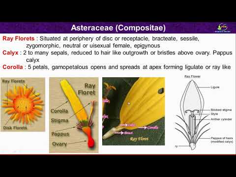 Asteraceae পরিবারের অক্ষর/ Asteraceae পরিবার/ Compositae-এর রূপগত এবং ফুলের অক্ষর