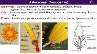 Asteraceae Family Characters/ Morphological and Floral Characters of Asteraceae Family/ Compositae