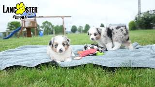 Adorable Mini Australian Shepherd Puppies