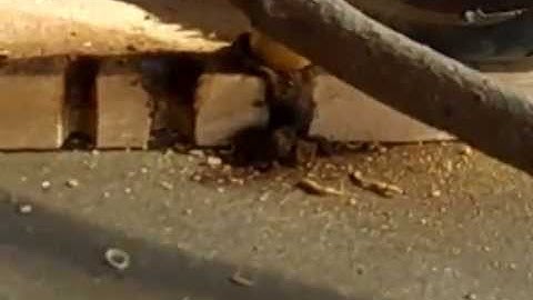 Spruce Root Bow Drill