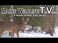 Maine Wildlife Trail Video week ending 2.26.2022 | Trail Cam | Wilderness | Deer | Rabbit | Coyote
