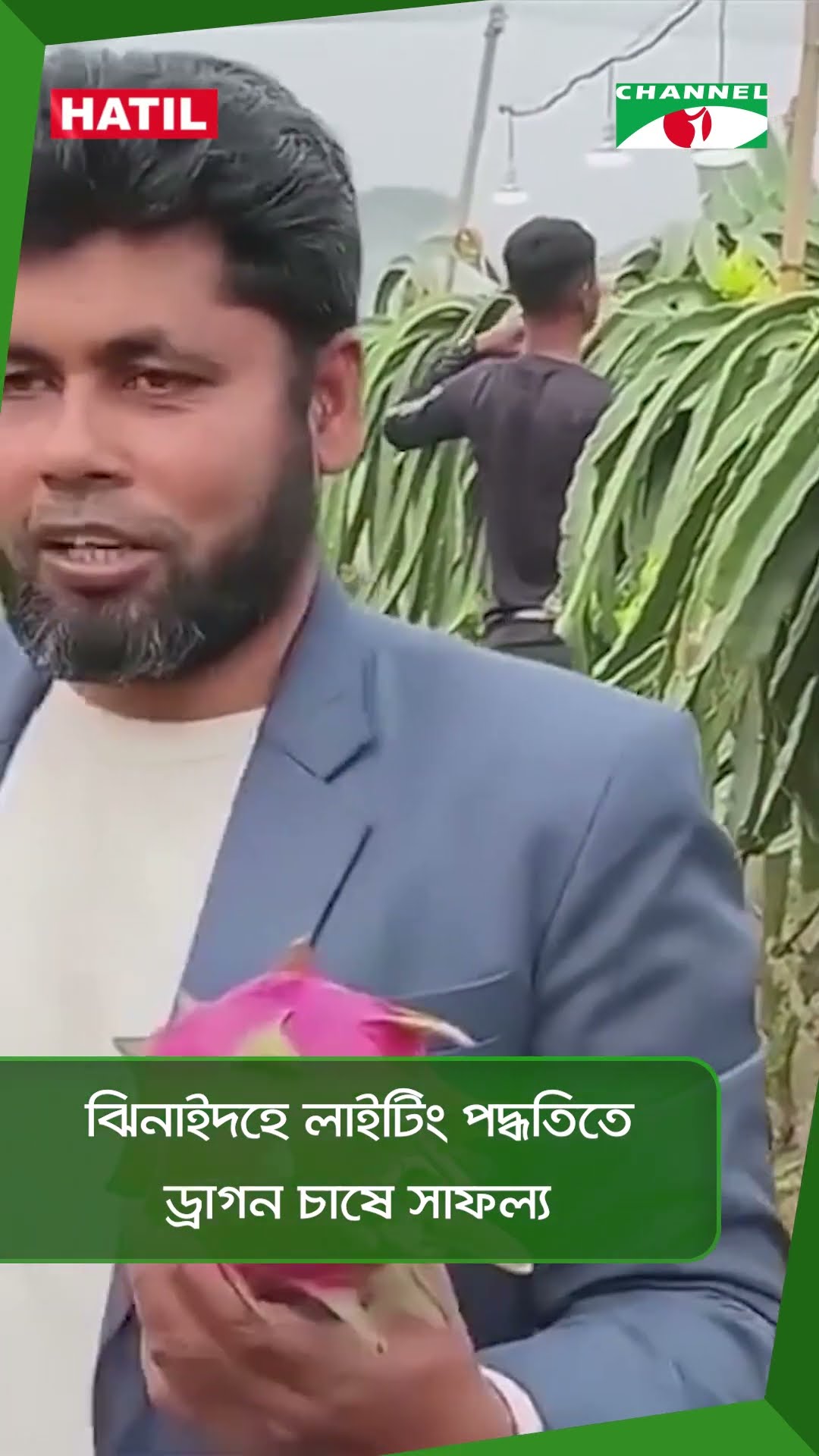 ঝিনাইদহে লাইটিং পদ্ধতিতে ড্রাগন চাষে সাফল্য || Channel i News