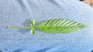 Growing cannabis plant in winter... Banana Cake 2!🎂😋
