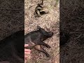 .500 Nitro Express projectile didn’t exit #huntingaustralia #wildboar #hunting #pighunting